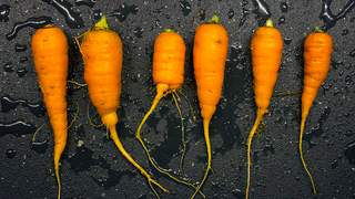 Illustration for article titled The Seven Easiest Vegetables to Grow for Beginner Gardeners